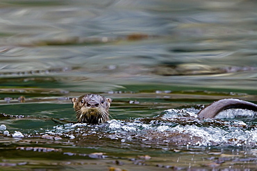 An adult North American river otter (Lutra canadensis) in th eInian Islands, Southeast Alaska, USA.