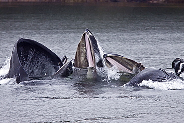 Adult humpback whales (Megaptera novaeangliae) co-operatively "bubble-net" feeding along the west side of Chatham Strait in Southeast Alaska, USA. Pacific Ocean. 