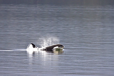 A small resident Orca pod (Orcinus orca) encountered in Chatham Strait, Southeast Alaska, Pacific Ocean