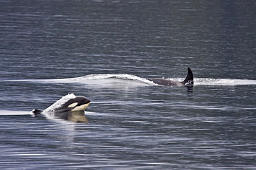 A small resident Orca pod (Orcinus orca) encountered in Chatham Strait, Southeast Alaska