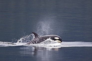 A small resident Orca pod (Orcinus orca) encountered in Chatham Strait, Southeast Alaska