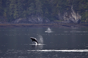 A small resident Orca pod (Orcinus orca) encountered in Chatham Strait, Southeast Alaska