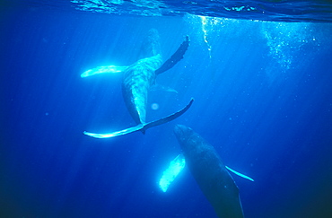 Humpback whales (Megaptera novaeangliae) courting. Hawaii, USA.