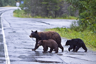 A mother black bear (Ursus americanus) with two cubs near Mendenhall Glacier outside of Juneau, Southeast Alaska, USA. Pacific Ocean