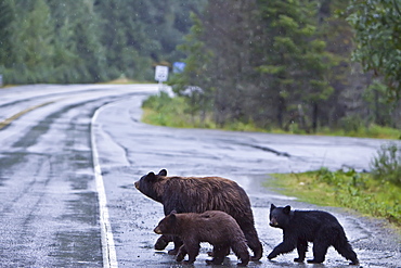 A mother black bear (Ursus americanus) with two cubs near Mendenhall Glacier outside of Juneau, Southeast Alaska, USA. Pacific Ocean