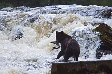 Brown Bear (Ursus arctos) fishing for pink salmon near the salmon weir at Pavlof Harbor on Chichagof Island in Southeast Alaska, USA. Pacific Ocean. 