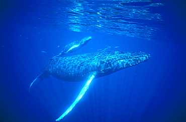 Humpback whales (Megaptera novaeangliae) mother and calf surfacing to breath. Hawaii, USA.