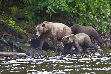 Brown Bear sow (Ursus arctos) with coy (cubs-of-year) fishing for pink salmon near the salmon weir at Pavlof Harbor on Chichagof Island in Southeast Alaska, USA. Pacific Ocean. 