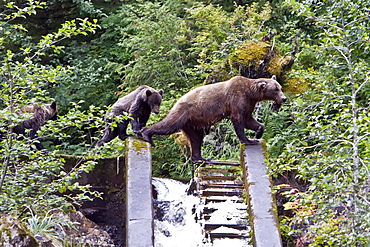 Brown Bear sow (Ursus arctos) with coy (cubs-of-year) fishing for pink salmon near the salmon weir at Pavlof Harbor on Chichagof Island in Southeast Alaska, USA. Pacific Ocean. 