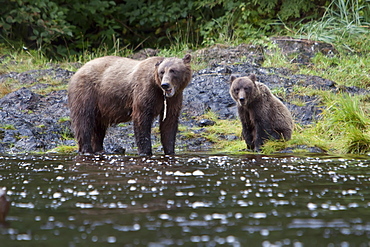 Brown Bear sow (Ursus arctos) with coy (cubs-of-year) fishing for pink salmon near the salmon weir at Pavlof Harbor on Chichagof Island in Southeast Alaska, USA. Pacific Ocean. 