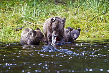 Brown Bear sow (Ursus arctos) with coy (cubs-of-year) fishing for pink salmon near the salmon weir at Pavlof Harbor on Chichagof Island in Southeast Alaska, USA. Pacific Ocean. 