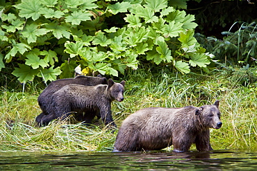 Brown Bear sow (Ursus arctos) with coy (cubs-of-year) fishing for pink salmon near the salmon weir at Pavlof Harbor on Chichagof Island in Southeast Alaska, USA. Pacific Ocean. 