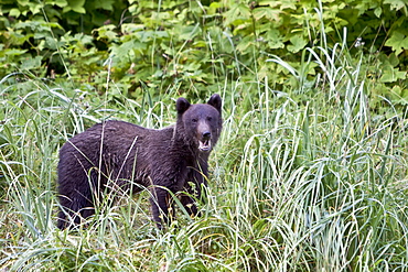 Brown Bear cub (Ursus arctos) fishing for pink salmon near the salmon weir at Pavlof Harbor on Chichagof Island in Southeast Alaska, USA. Pacific Ocean. 