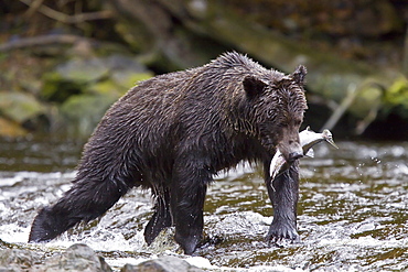 Brown Bear (Ursus arctos) fishing for pink salmon near the salmon weir at Pavlof Harbor on Chichagof Island in Southeast Alaska, USA. Pacific Ocean. 