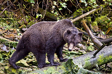 Brown Bear (Ursus arctos) fishing for pink salmon near the salmon weir at Pavlof Harbor on Chichagof Island in Southeast Alaska, USA. Pacific Ocean. 