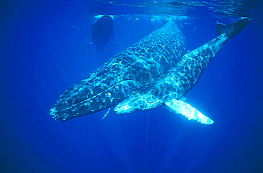 Humpback whales (Megaptera novaeangliae) mother and calf underwater. Hawaii, USA.