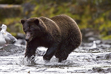 Brown Bear (Ursus arctos) fishing for pink salmon near the salmon weir at Pavlof Harbor on Chichagof Island in Southeast Alaska, USA. Pacific Ocean. 