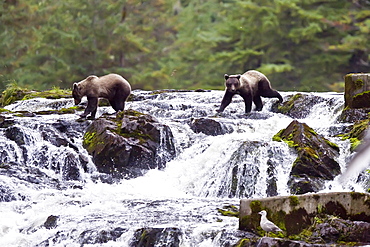 Brown Bear cub (Ursus arctos) fishing for pink salmon near the salmon weir at Pavlof Harbor on Chichagof Island in Southeast Alaska, USA. Pacific Ocean. 