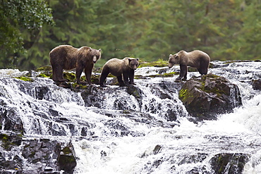 Brown Bear sow (Ursus arctos) with coy (cubs-of-year) fishing for pink salmon near the salmon weir at Pavlof Harbor on Chichagof Island in Southeast Alaska, USA. Pacific Ocean. 