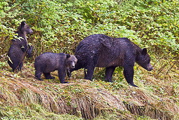 Brown Bear sow (Ursus arctos) and her coy (cubs of year) fishing for pink salmon in Misty Fjords National Monument, Southeast Alaska, USA. Pacific Ocean. 