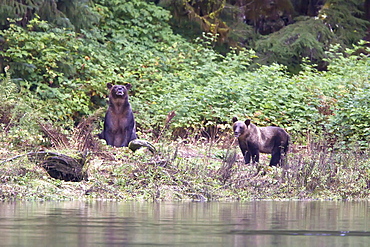 Brown Bear sow (Ursus arctos) and her coy (cubs of year) fishing for pink salmon in Misty Fjords National Monument, Southeast Alaska, USA. Pacific Ocean. 