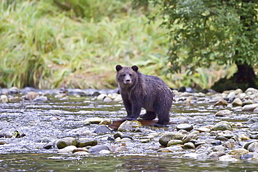 Brown Bear (Ursus arctos) coy (cubs of year) eating pink salmon in Misty Fjords National Monument, Southeast Alaska, USA. Pacific Ocean. 