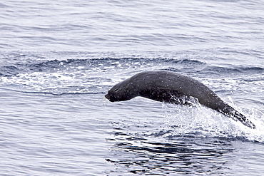 Antarctic Fur Seal (Arctocephalus gazella) porpoising near the Antarctic Peninsula, Antarctica, Southern Ocean