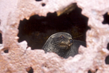 Antarctic Fur Seal (Arctocephalus gazella) resting inside abandoned machinery at Whalers Bay inside the caldera at Deception Island near the Antarctic Peninsula, Antarctica, Southern Ocean