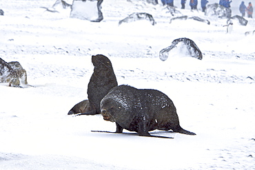 Antarctic Fur Seal (Arctocephalus gazella) during snow storm at Brown Bluff on the Antarctic Peninsula, Antarctica, Southern Ocean