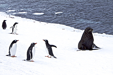 Antarctic Fur Seal (Arctocephalus gazella) during snow storm at Brown Bluff on the Antarctic Peninsula, Antarctica, Southern Ocean