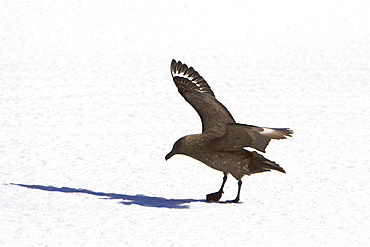 An adult Brown Skua (Catharacta antarctica)  on ice floe near the Antarctic peninsula in the southern ocean