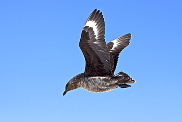 An adult Brown Skua (Catharacta antarctica)  in flight near the Antarctic peninsula in the southern ocean