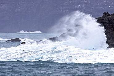 Adult cape petrel (Daption capense) on the wing in huge surf at Point Wild on Elephant Island, South Shetland Islands, near the Antarctic peninsula