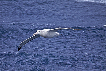 Wandering albatross (Diomedea exulans) on the wing in the Drake Passage between the tip of South America and the Antarctic Peninsula, Southern ocean