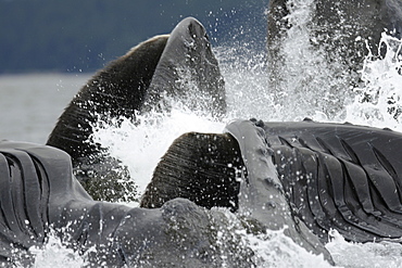 Extremely close up look at adult humpback whales (Megaptera novaeangliae) cooperatively bubble-net feeding in Freshwater Bay on Chichagof Island in Southeast Alaska, USA. Pacific Ocean