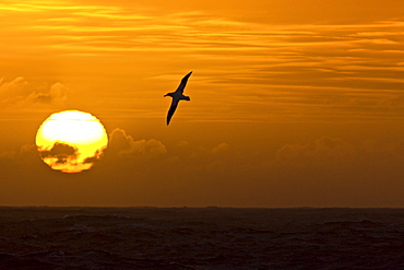 Wandering albatross (Diomedea exulans) on the wing at sunset approaching South Georgia Island, Southern Atlantic Ocean