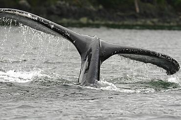 Close up of fluke-up dive from adult humpback whale (Megaptera novaeangliae) cooperatively bubble-net feeding in Freshwater Bay on Chichagof Island in Southeast Alaska, USA