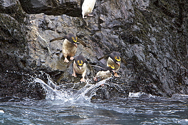 Macaroni Penguins (Eudyptes chrysolophus) in Elsehul Bay on South Georgia Island in the Southern Ocean