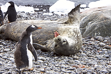 Weddell Seal (Leptonychotes weddellii) hauled out on the beach at Brown Bluff on the Antarctic Peninsula, southern Ocean