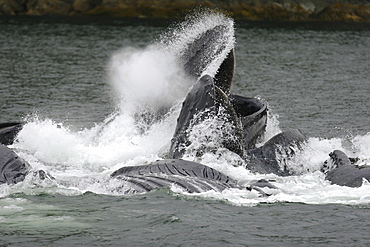 Adult humpback whales (Megaptera novaeangliae) cooperatively bubble-net feeding near Freshwater Bay on Chichagof Island in Southeast Alaska, USA