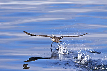 Southern Giant Petrel (Macronectes giganteus) taking flight near the Antarctic Peninsula, Southern Ocean