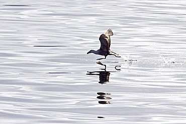 Southern Giant Petrel (Macronectes giganteus) taking flight near the Antarctic Peninsula, Southern Ocean