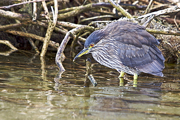 A juvenile Black-crowned Night Heron (Nycticorax nycticorax falklandicus) foraging at low tide on Carcass Island in the Falkland Islands, South Atlantic Ocean