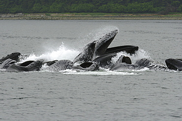 Adult humpback whales (Megaptera novaeangliae) cooperatively bubble-net feeding near Freshwater Bay on Chichagof Island in Southeast Alaska, USA