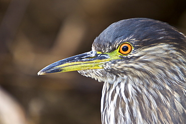 A juvenile Black-crowned Night Heron (Nycticorax nycticorax falklandicus) foraging at low tide on Carcass Island in the Falkland Islands, South Atlantic Ocean