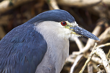 An adult Black-crowned Night Heron (Nycticorax nycticorax falklandicus) foraging at low tide on Carcass Island in the Falkland Islands, South Atlantic Ocean