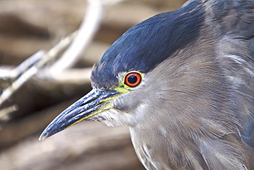 An adult Black-crowned Night Heron (Nycticorax nycticorax falklandicus) foraging at low tide on Carcass Island in the Falkland Islands, South Atlantic Ocean