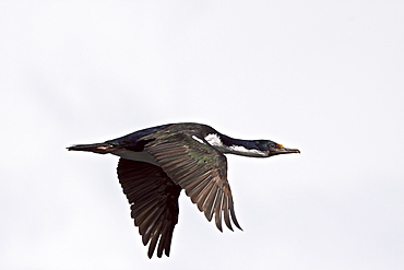 Adult Imperial Shag (Phalacrocorax (atriceps) atriceps) from breeding colony on offshore islets in the Beagle Channel, coastal southern Chile and Argentina