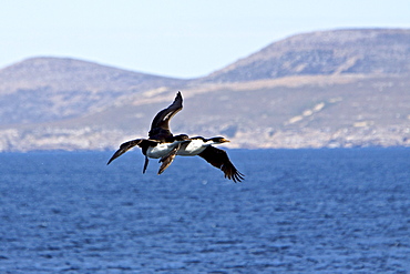 Adult Imperial Shag (Phalacrocorax (atriceps) atriceps) from breeding colony on New Island in the Falkland Islands, South Atlantic Ocean