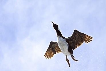 Adult Imperial Shag (Phalacrocorax (atriceps) atriceps) from breeding colony on New Island in the Falkland Islands, South Atlantic Ocean